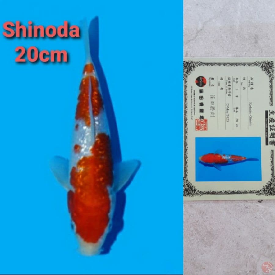 SHINODA KOHAKU GINRIN 20CM SERTI