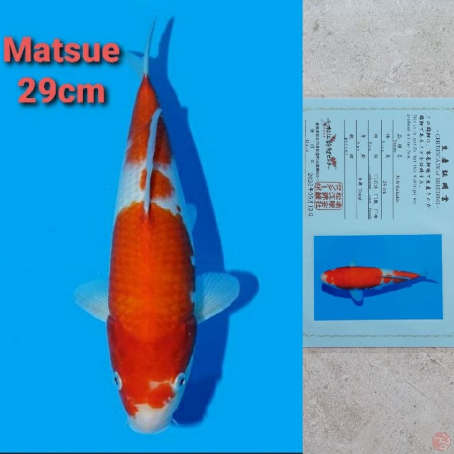 MATSUE KOHAKU 29CM SERTI