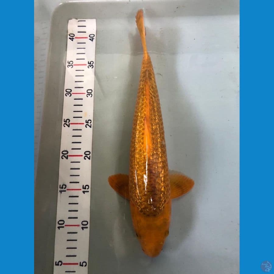 karamel breed mr.purandi 33cm