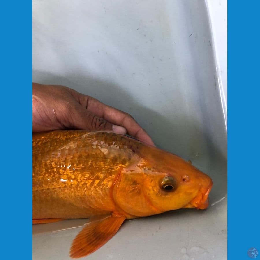 karamel breed mr.purandi 33cm