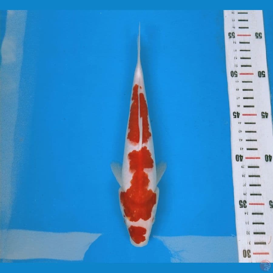 kohaku kucibeni skin joss