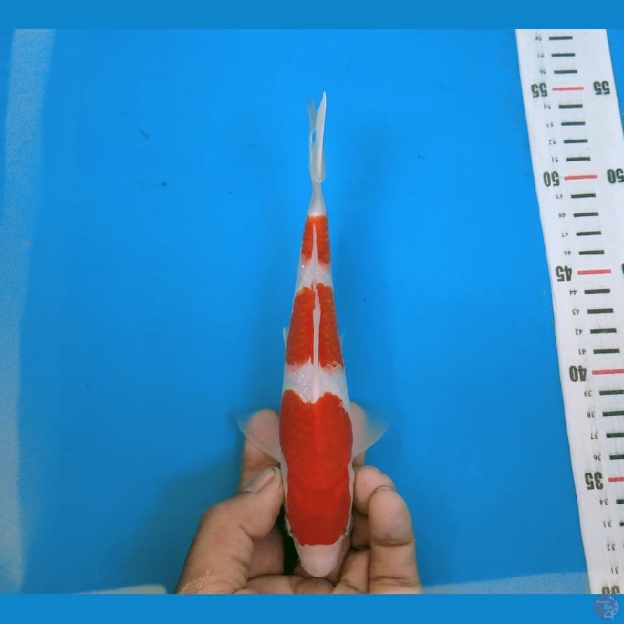 Kohaku 3 step HQ