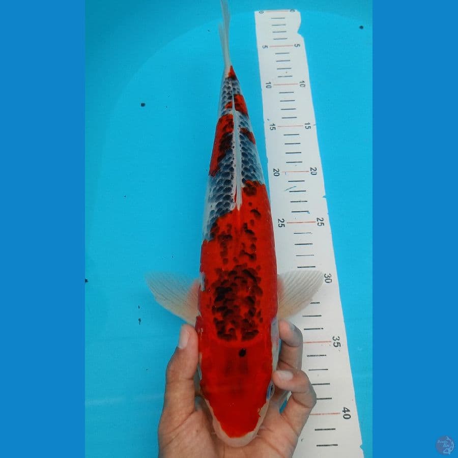 36.Red goshiki Male (OpsiDeal oke)