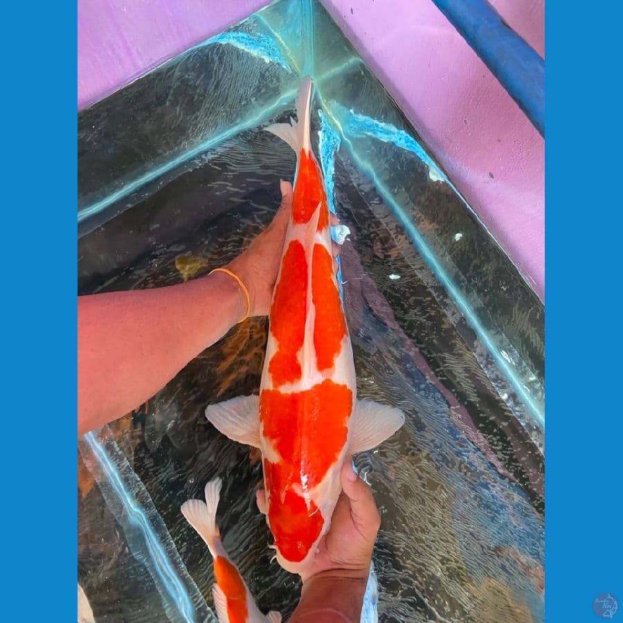 Jumbo kohaku 48cm original
