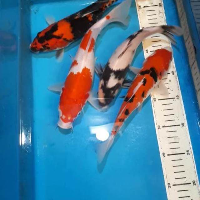 SHOWA SANKE KOHAKU&SHIRO