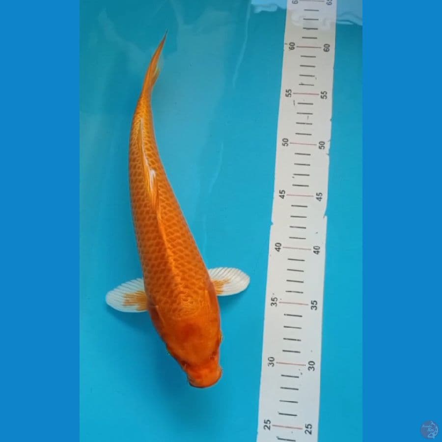 Orenji 34cm