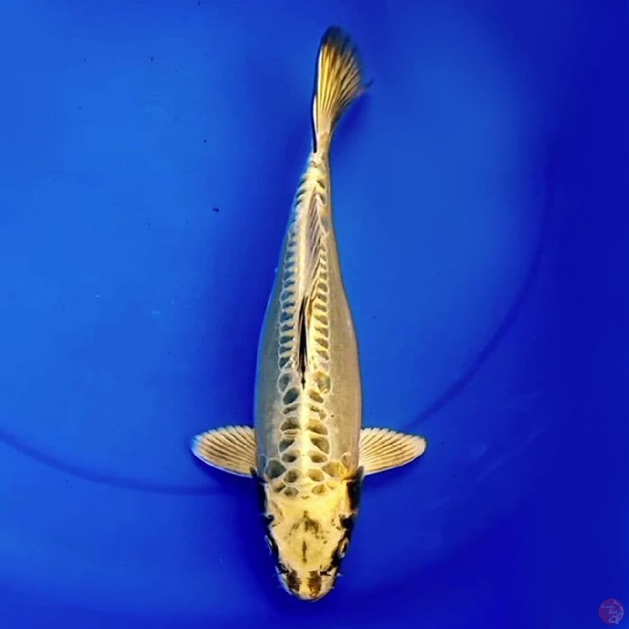 35cm MIZUHO GOLD