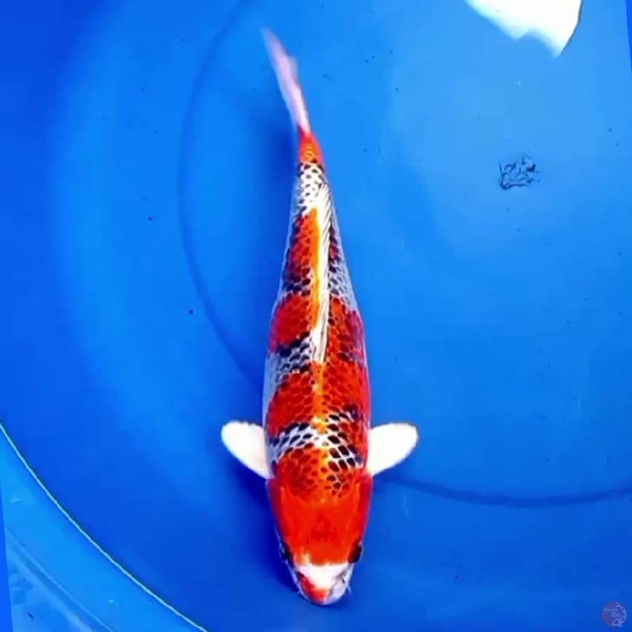 33cm KUJAKU MERAH PEKAT