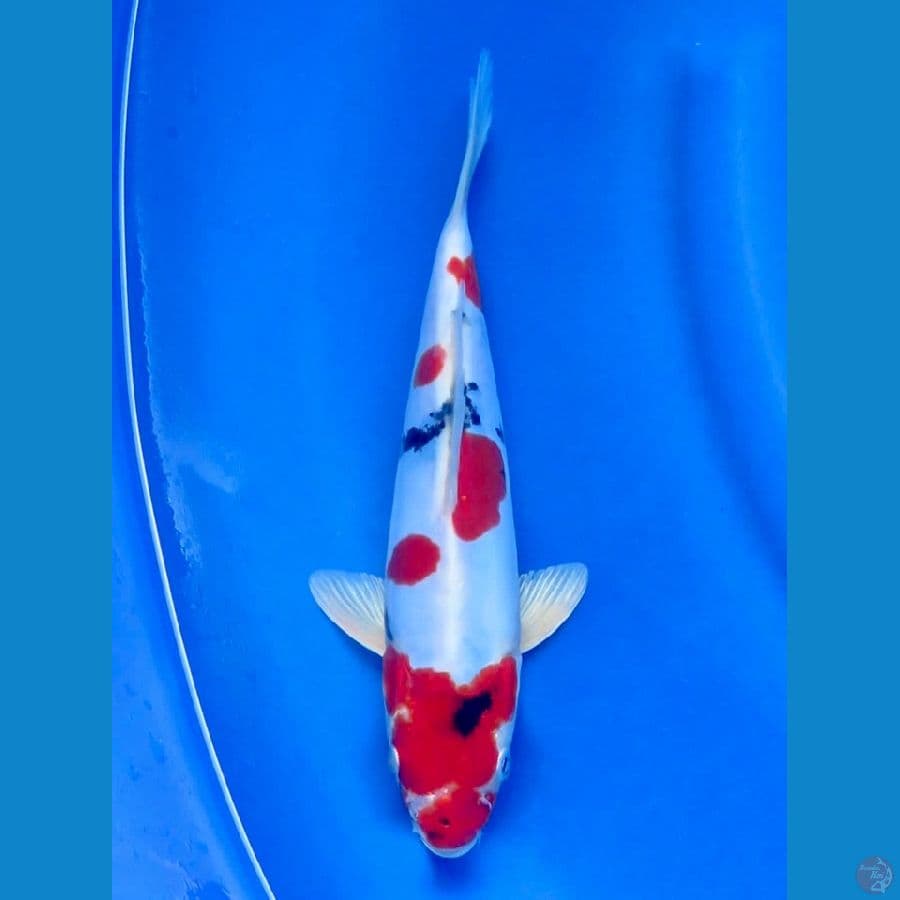 26cm - ori male Doitsu