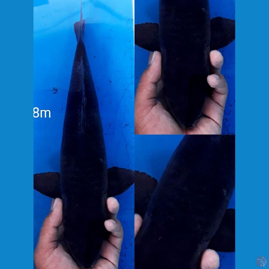 Karashu male tembus perut