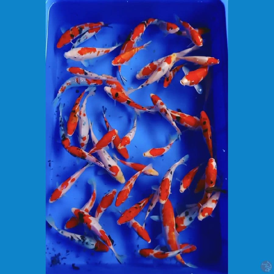 50ekor 15bu-20cm kohaku sanke grade