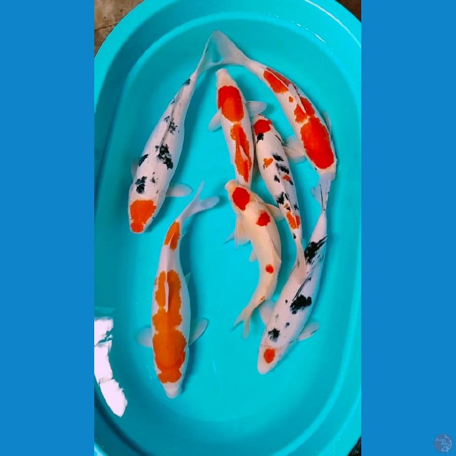 mik 35_45cm(rame 38_40up)