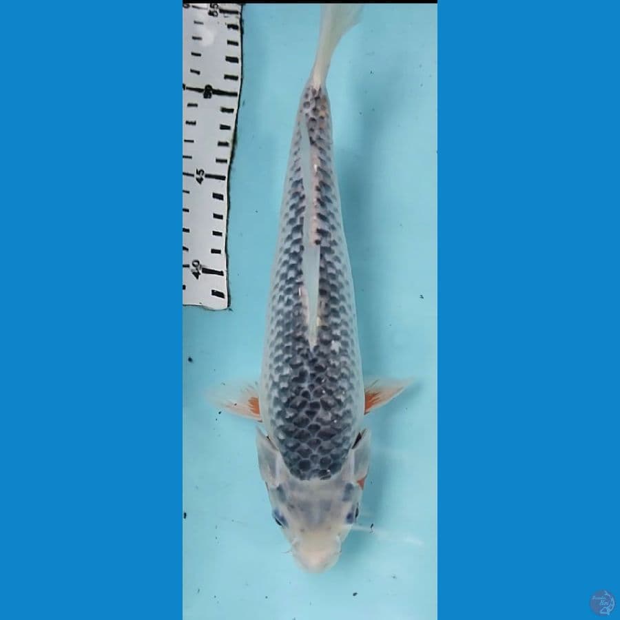 asagi 28cm