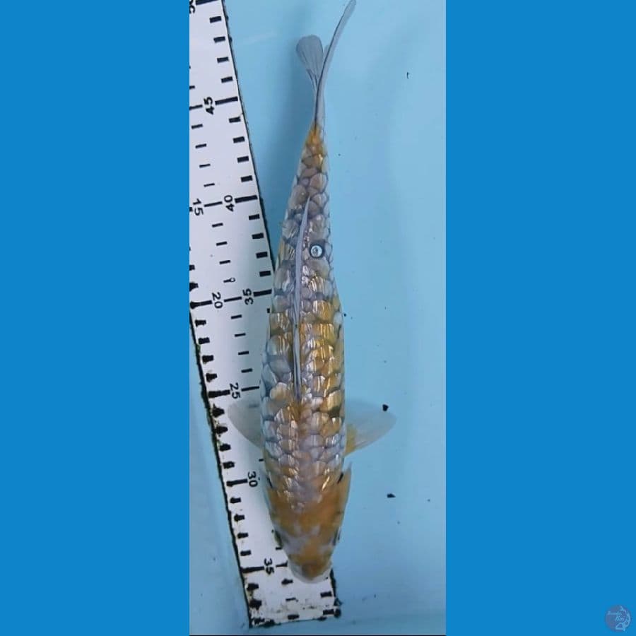 ochiba aragoke 28cm