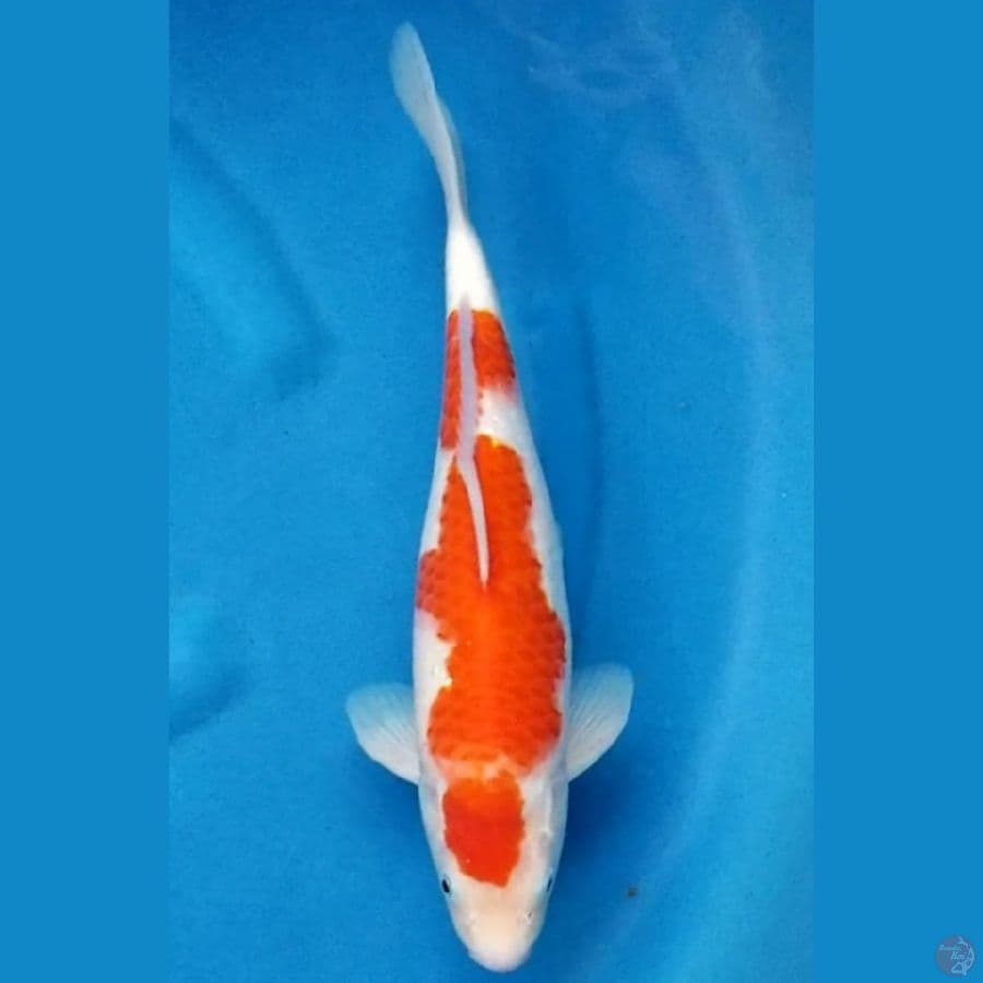 KOHAKU 33 CM MALE