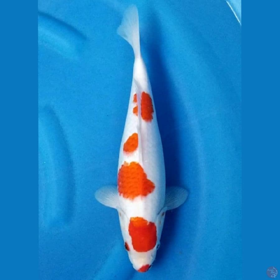 KOHAKU 33 CM FM