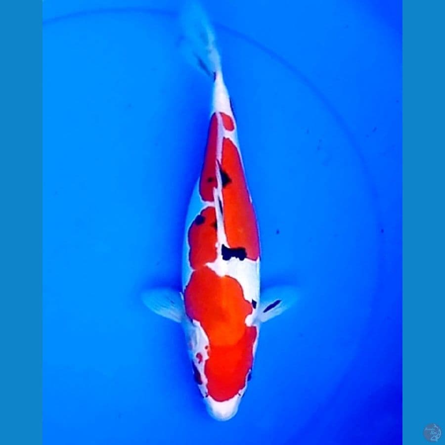 32cm INAZUMA SANKE DOITSU