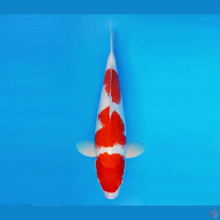 SILK KIMONO 18 ~ Kohaku 34 cm/fm ™