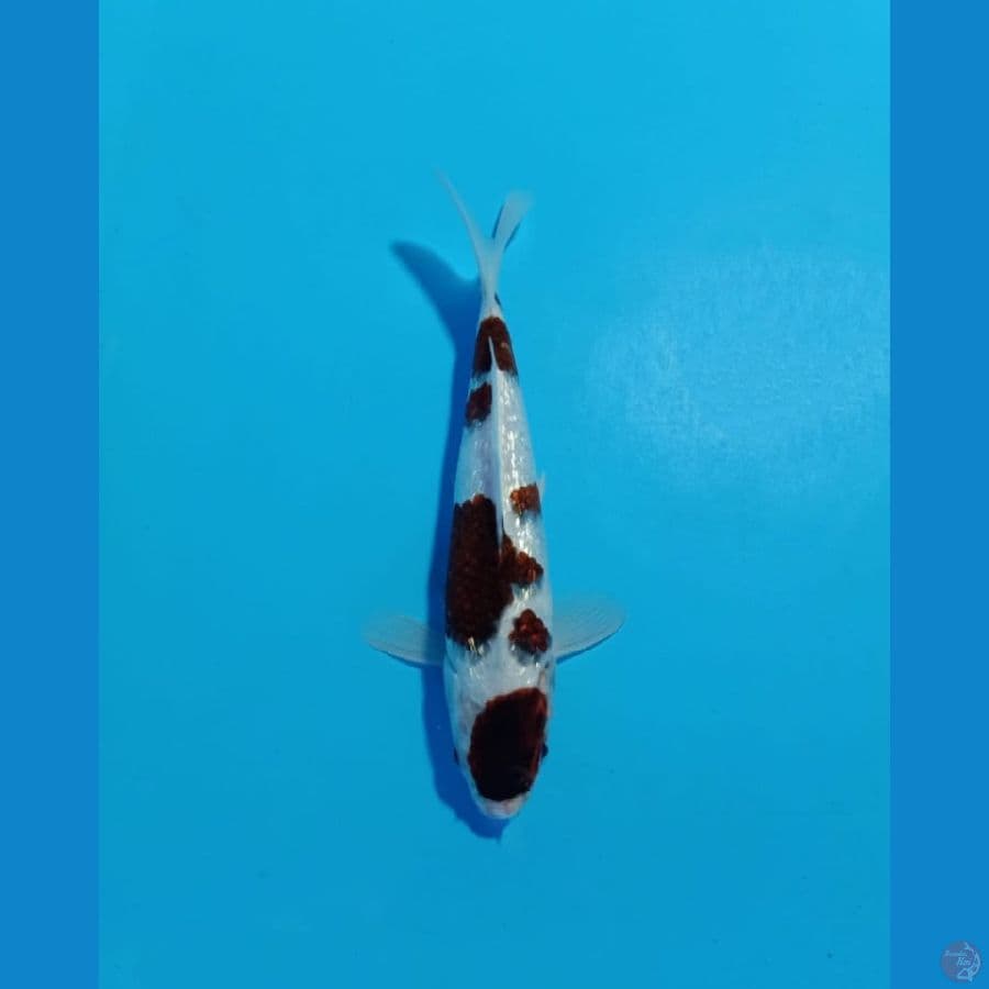 goromo gindrin 25cm