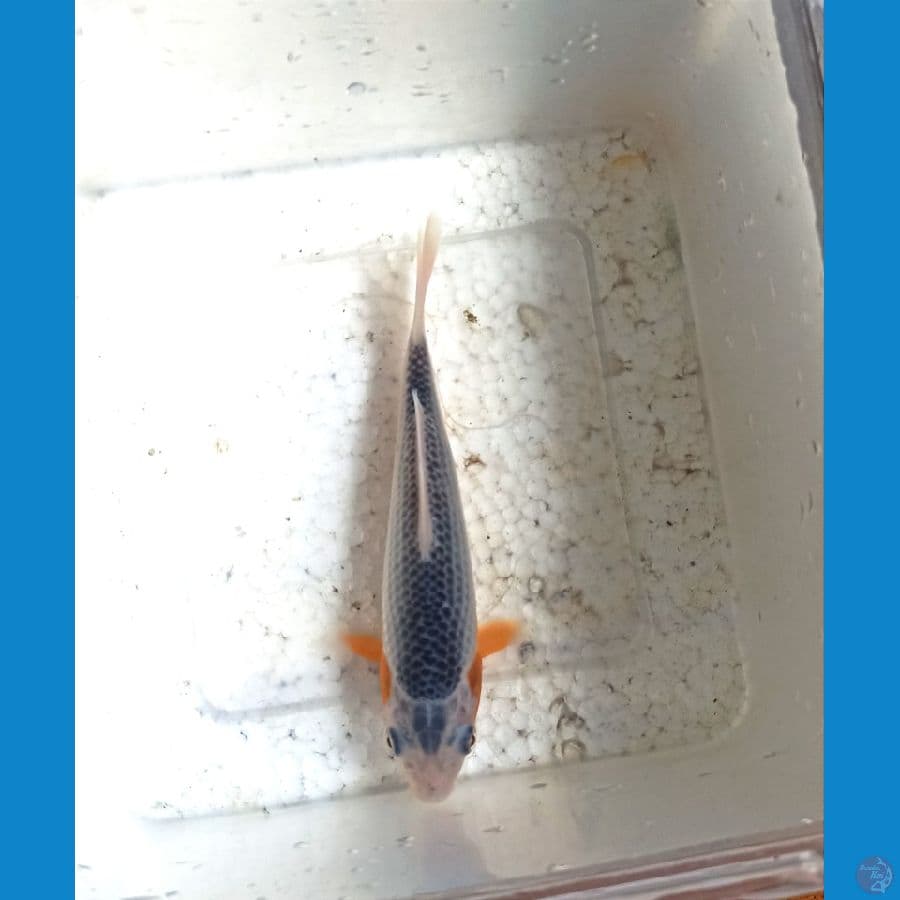 Asagi 13cm