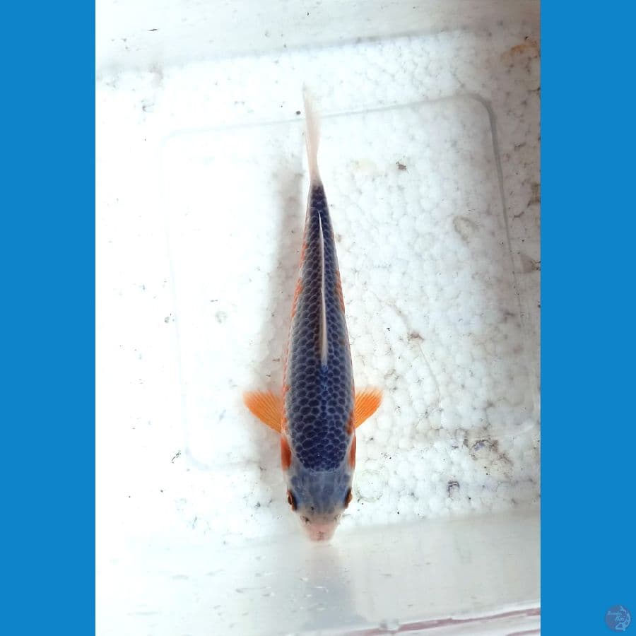 Asagi 13cm