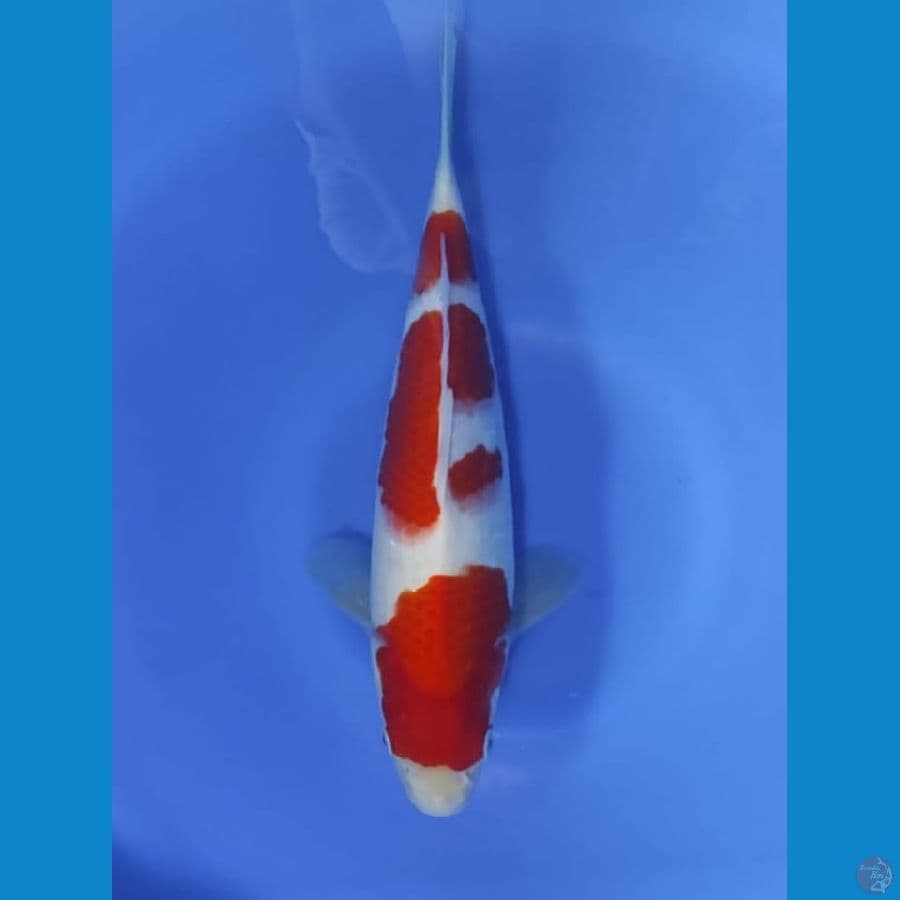 kohaku 32cm
