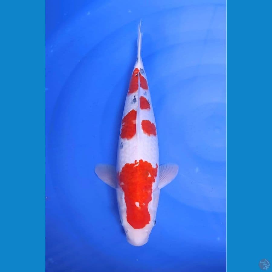 F45cm sanke