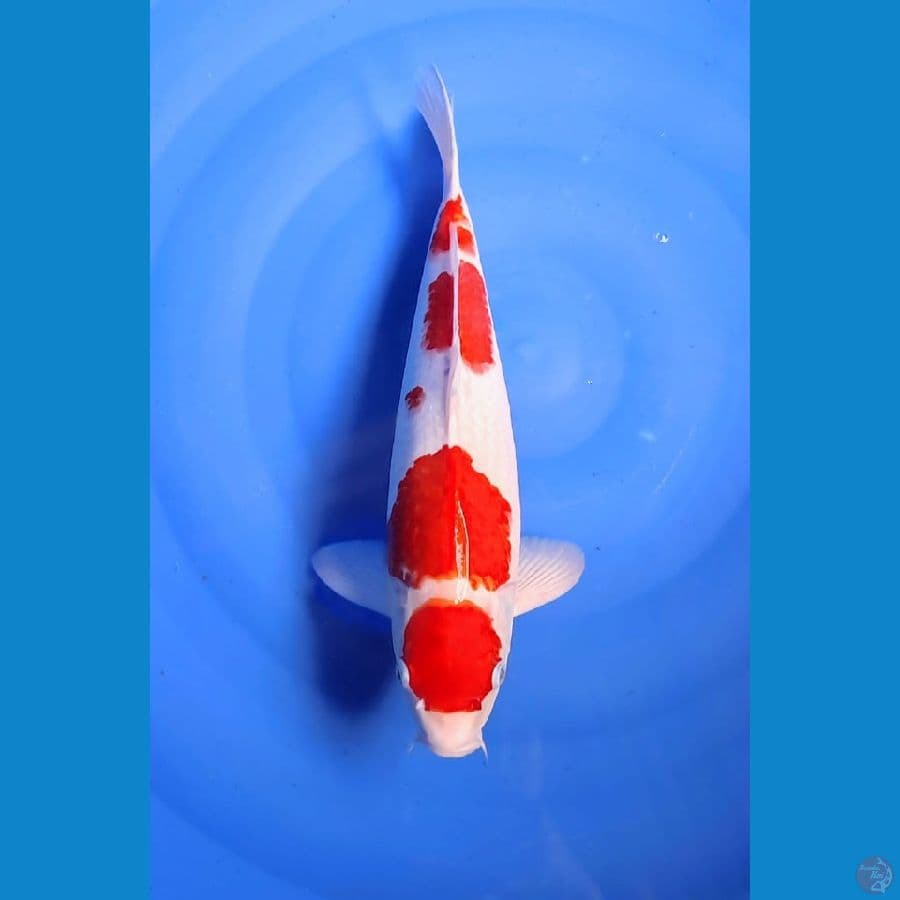 kohaku 41cm nale