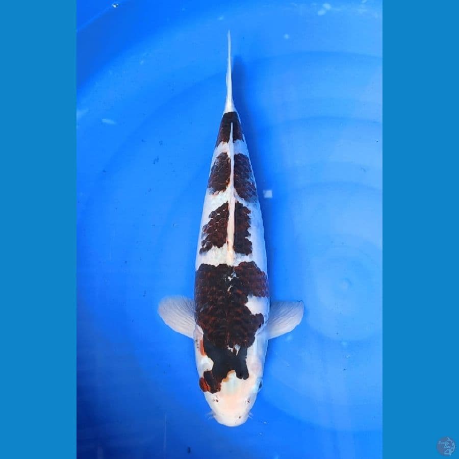 goromo 48cm male