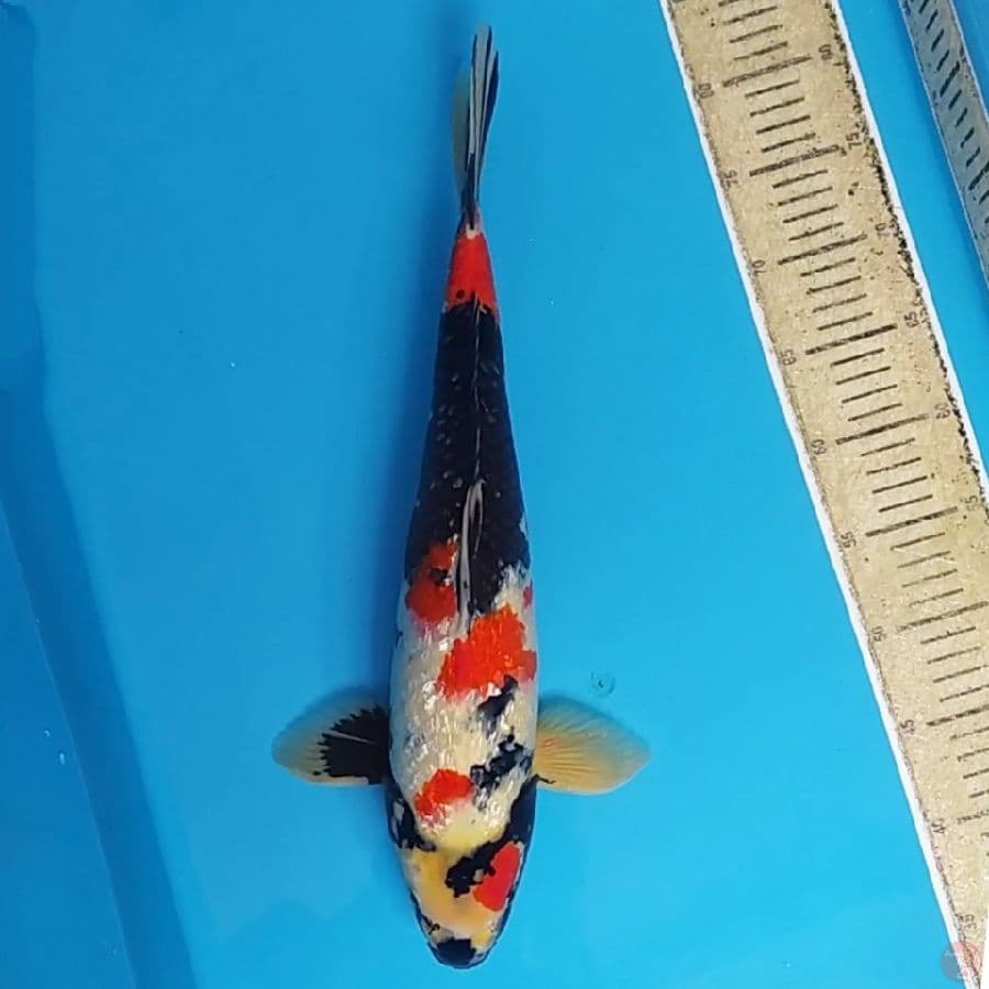 Showa Ginrin ~46 M