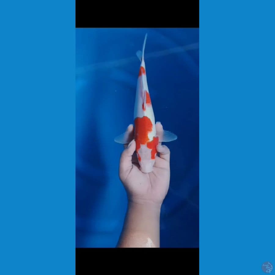 Kohaku original 31Cm F