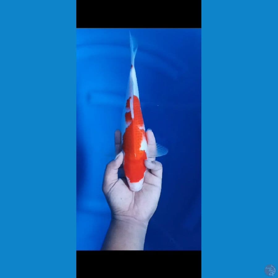 Kohaku original 31Cm F