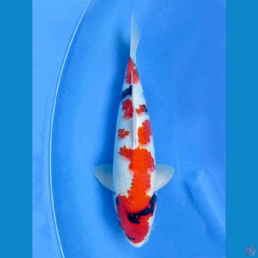 35cm - male Kindai Showa Evo