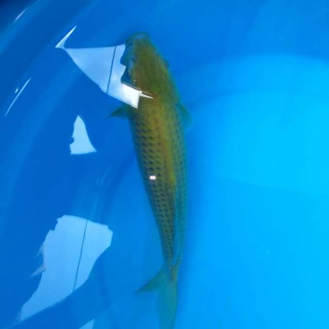 Midori