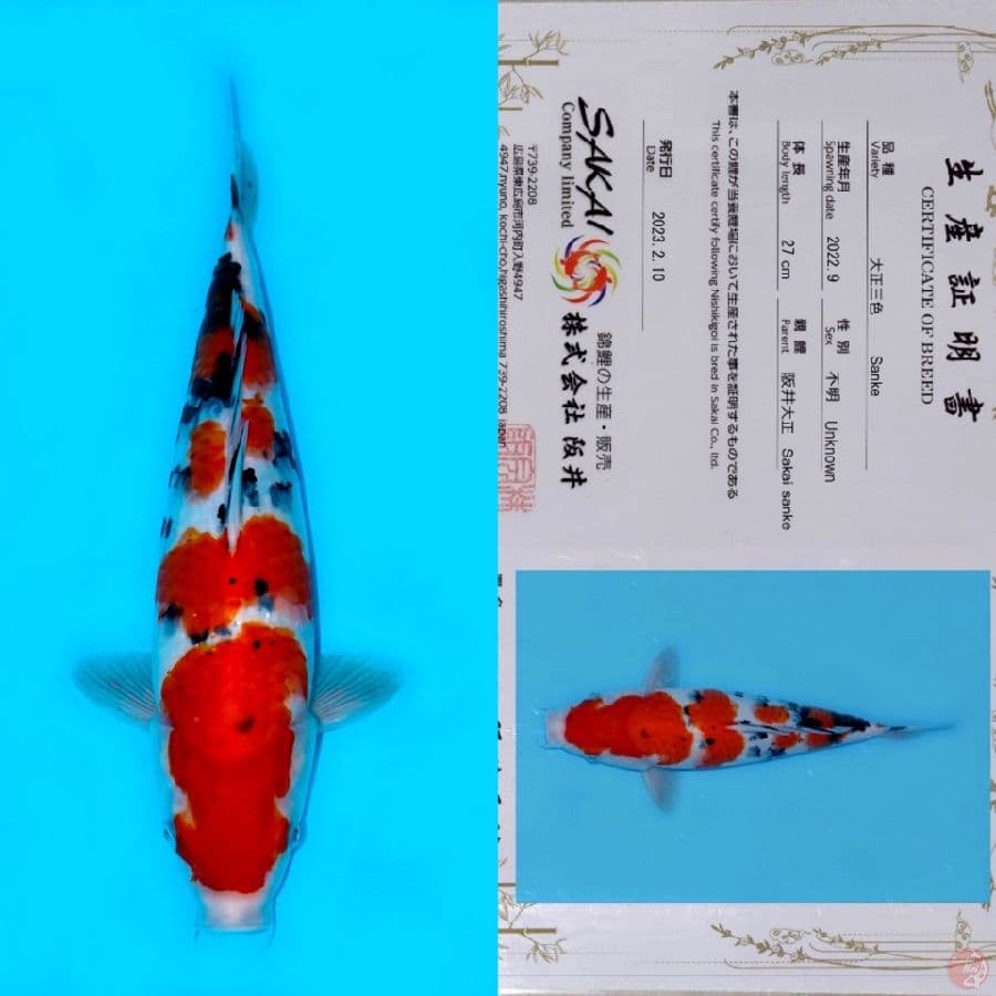 SAKAI TAISHO SANKE SQ 35BU (tategoi)