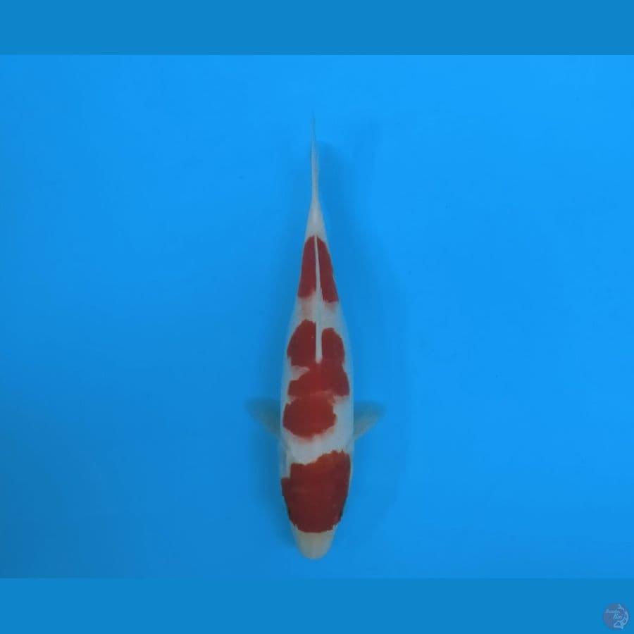 Kohaku 3 Step HQ merah strong