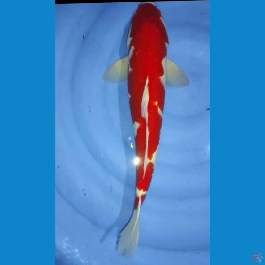 kohaku 48cm male
