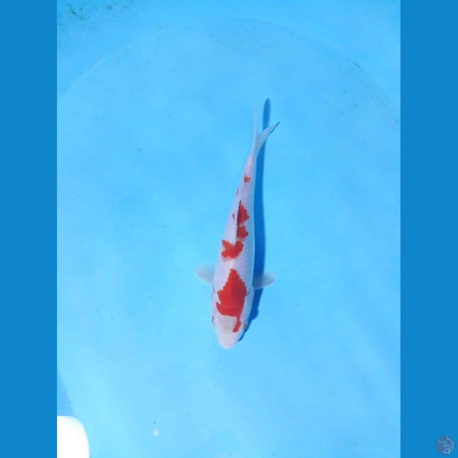 kohaku 21cm