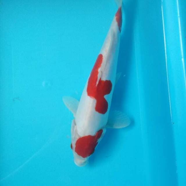 Kohaku bagus 27cm