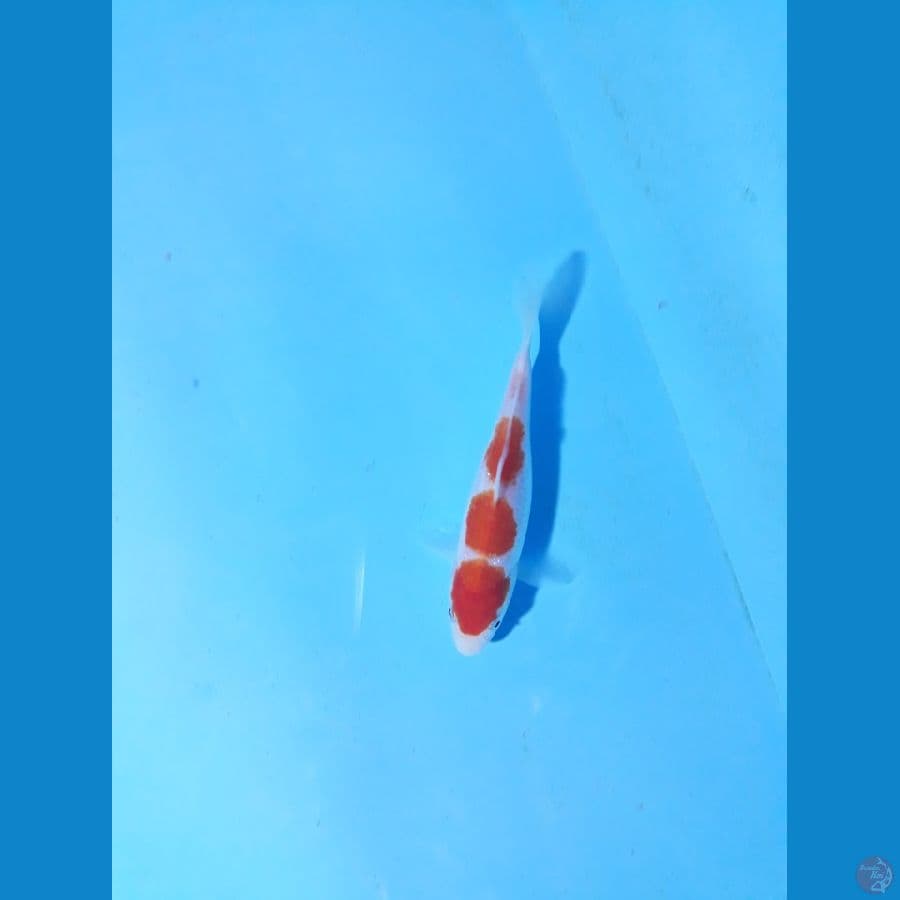 kohaaku 15cm