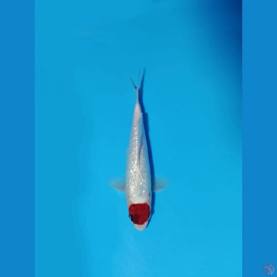 Tancho ai goromo gindrin 27cm