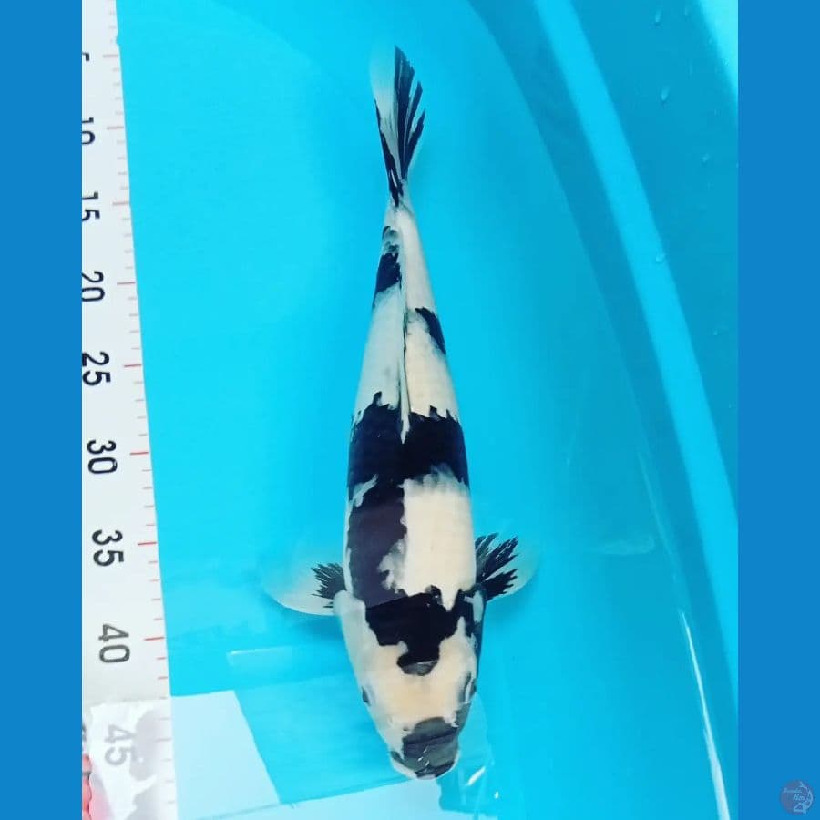 Shiro Utsuri SQ 40cm™