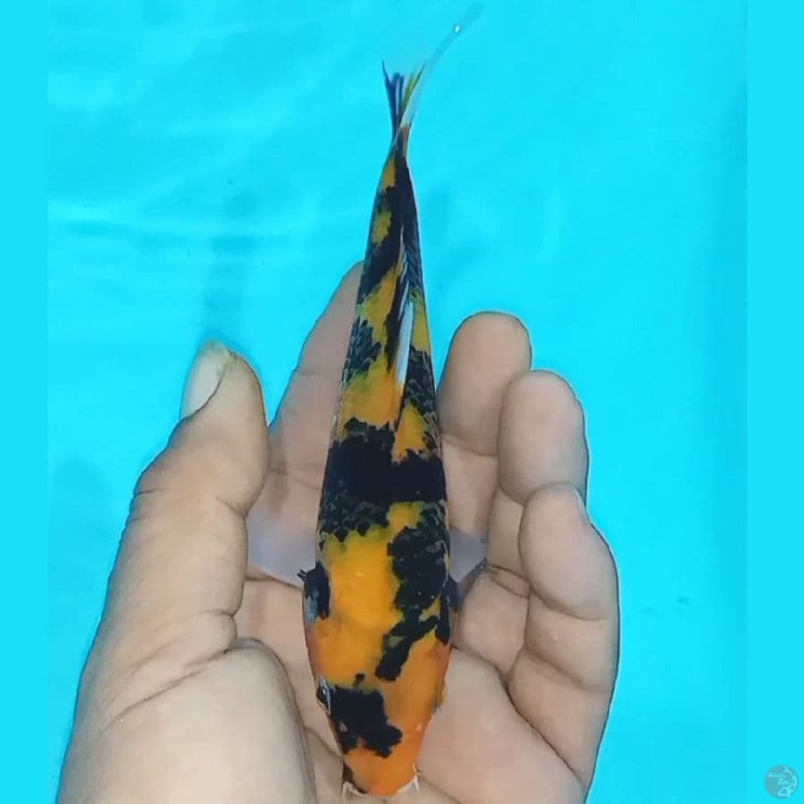 Hi Showa 16cm