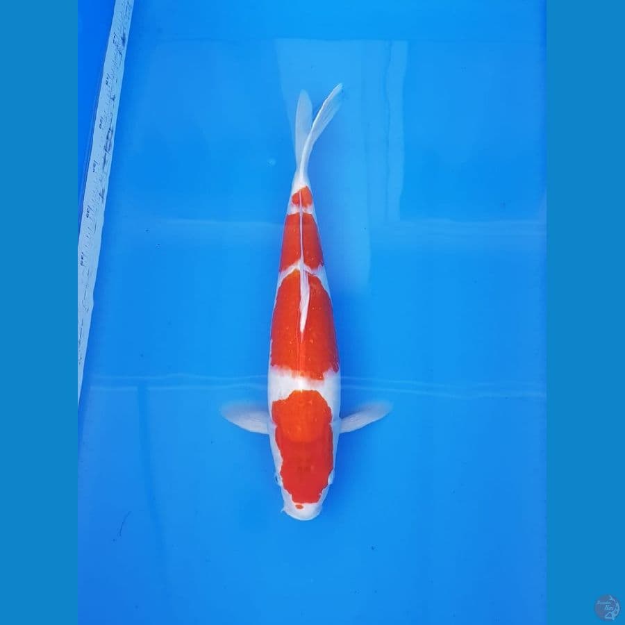 KOHAKU 45CM