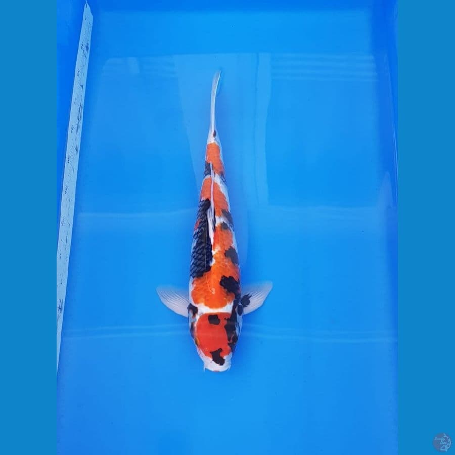 SHOWA 46CM