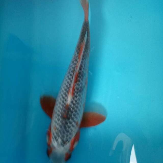 30 cm Asagi