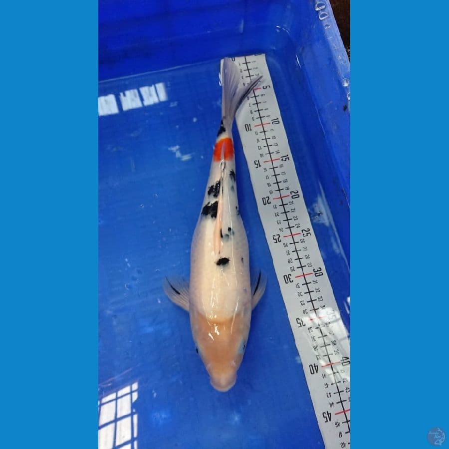 35cm Sanke bulky