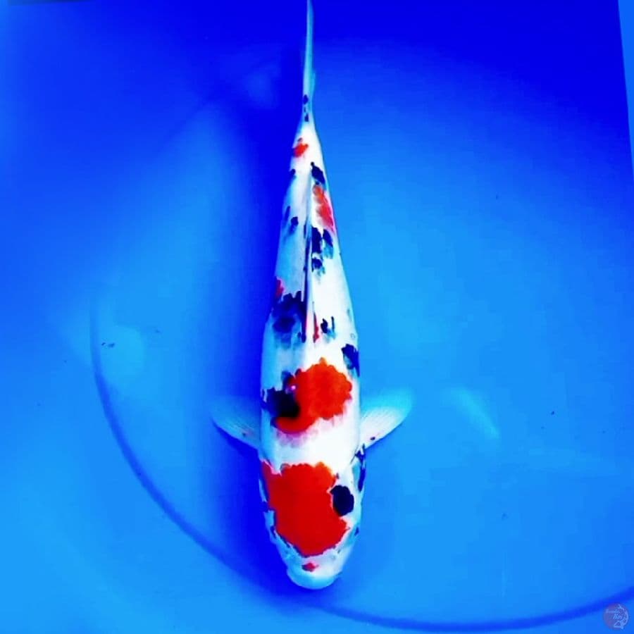 36cm TSUBOSUMI SANKE