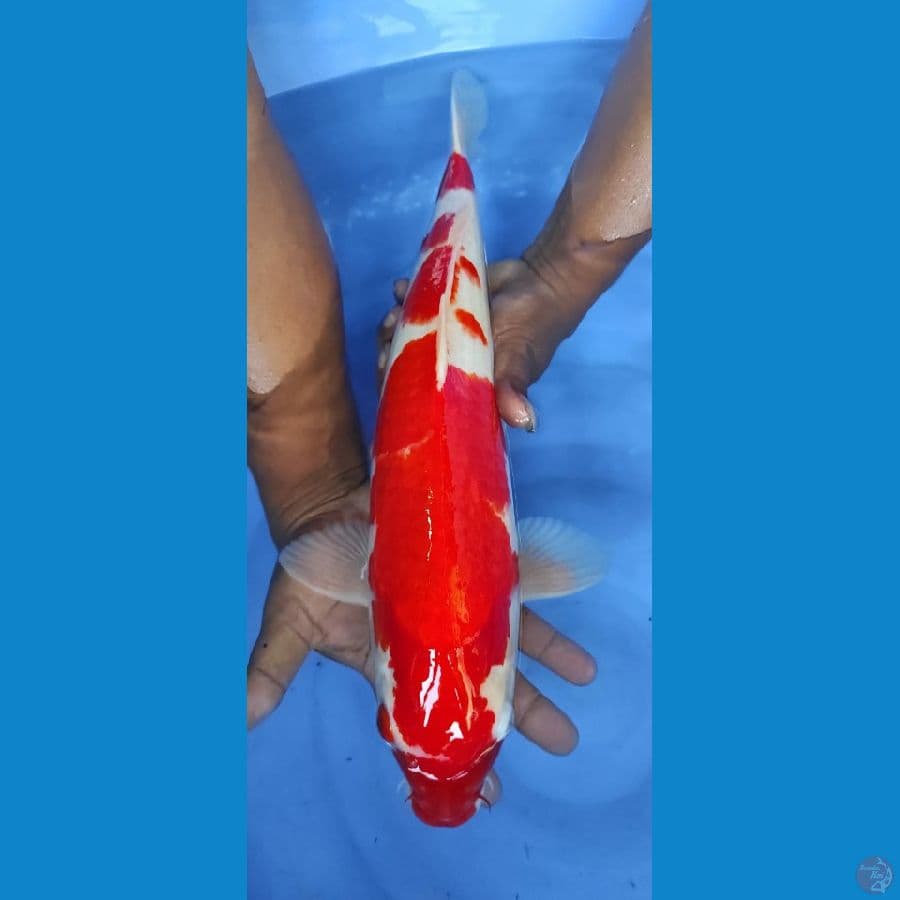 kohaku 48cm