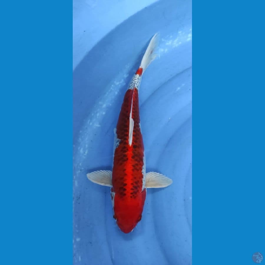 gosja 42cm